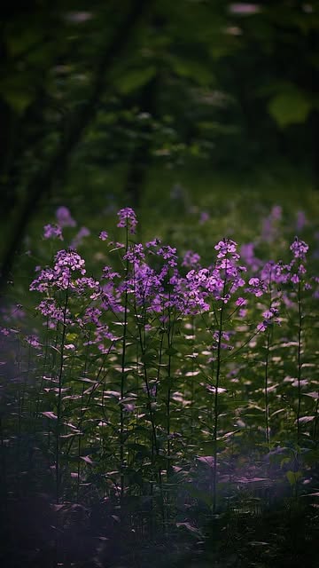#Naturephotography Trends 2026 Reel by @mistkirill - Calm your mind πΏ
.
.
#nature #naturephotography #forest #natureza #naturegram