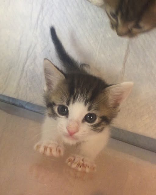 #Kittens Meows Reel by @fosteringlove.pdx - May I present to you the kitten dinner time song. The lyrics of this song primarily focuses on how they are starving even though the human just gave t