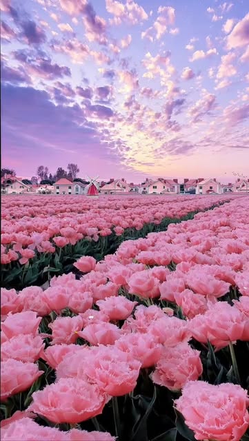 #Naturephotography Flowers Reel by @nature_care_._._ - So Beautiful πβ€οΈπ nature π βοΈ...
.
.
.
.
#naturelover #naturephotography #naturelovers
#photography #landscape #photooftheday
#perfection #travel #