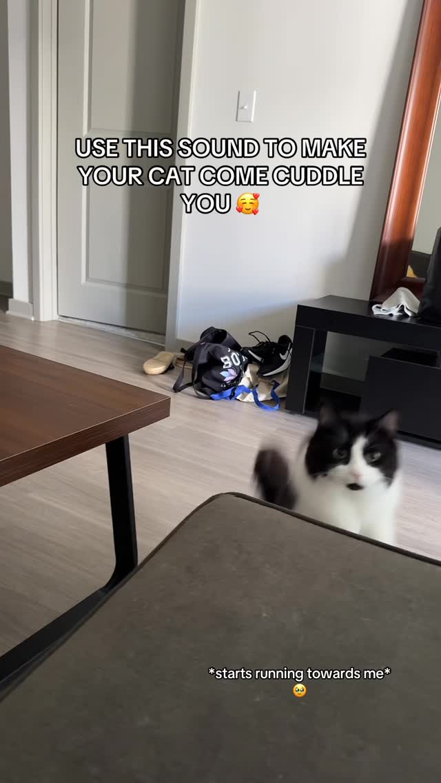 Help is on the way dear!!! 🏃🏽♀️ Did she say cuddle timeee?! 🥰 . . . . . . . . . . . . . . . . . . . . . . . . . . . . . . . . #cat #catlover #cats_of_instagram #catlife #cats #catvideos #catmeme #