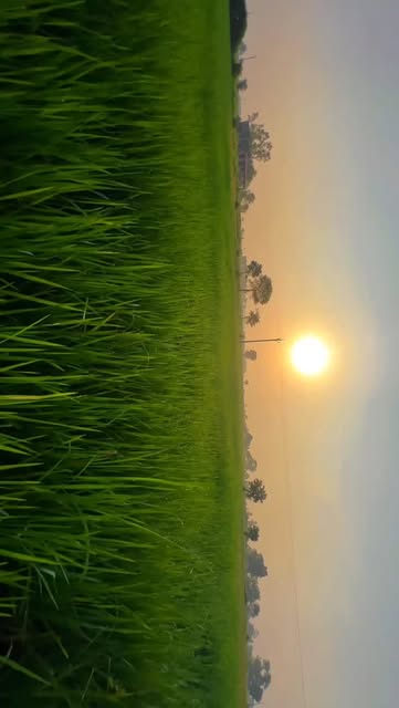 #Instalike Viral Reels Reel by @ng_farmer - 🌾खेतों की सुबह की रौनक 😍🌿
#farming #trending #reels #instagram #khetibadi🌱🌾 #viral #instagood #instalike #ngfarmer