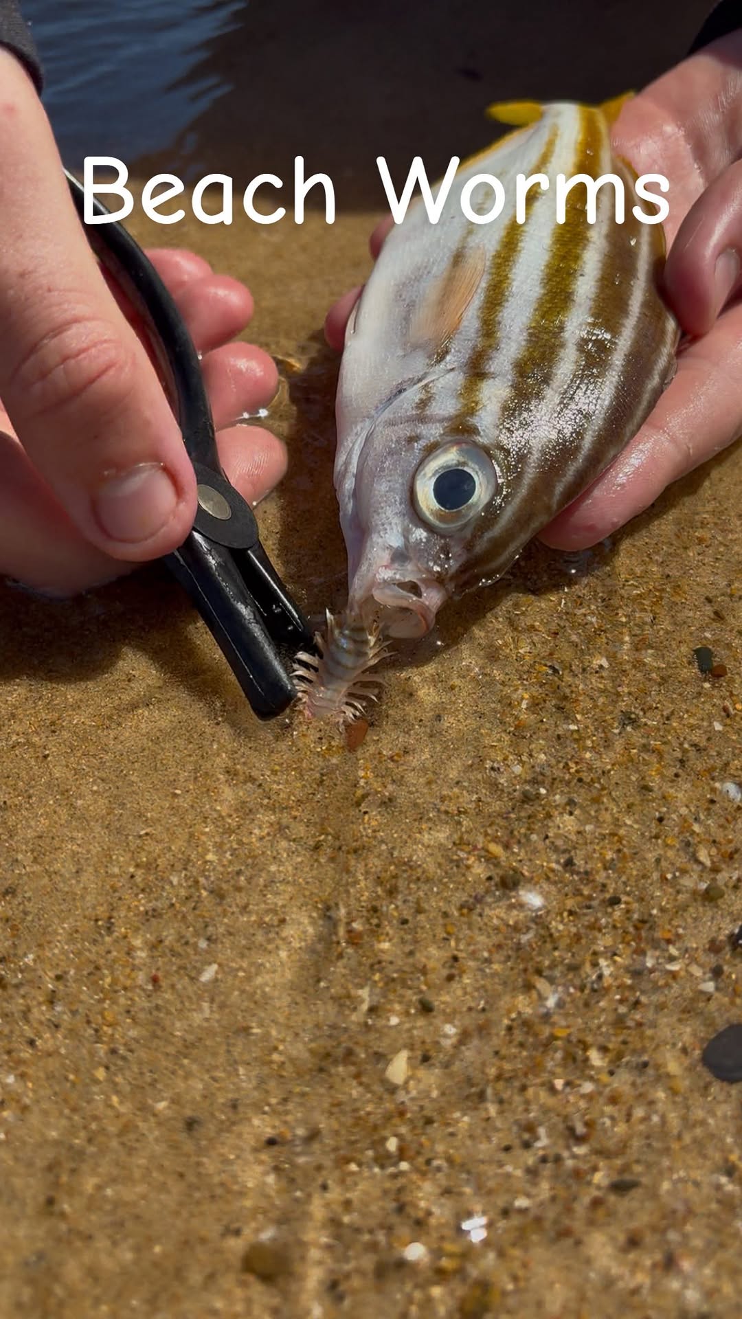 Give us a follow please ❤️ . . . . #foryou #foryoupage #sea #explore #fyp #beach #nature #wildlife #fypシ #instagram #instagood #viral #reels