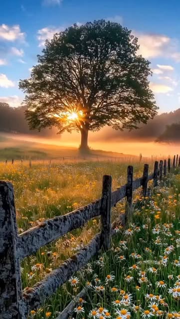 #Nature Landscape Wallpapers Reel by @naturebyusman - Lost in the beauty of nature where peace speaks louder than words 🌄🌼
#naturebyusman #naturelovers #sunrisevibes
#morningglow #peacefulplaces #scenic