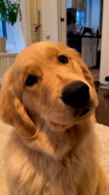 #Dog Instagram Influencers Reel by @doggypawsomelife - Why do other dog accounts get so much attention? ๐ถโจ If your pup is this adorable, follow for more tail-wagging fun! ๐พ
#dogsofinstagram #doglover #d