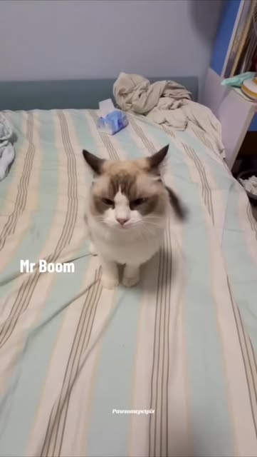 #Funnycat Meme Reel by @sillymeowsdaily - I would fight the avengers for Mr. Boom
.
.
.
.
.
#FunnyCat #CatMeme #CatsBeingDumb #SillyCats #DramaCat #CatComedy #LazyCat #CatFails #CatMood #CatRe