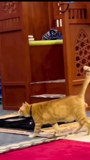 #Bolt Pakan Kucing Reel by @arifnfauz1 - Sioyen yang lagi viral
Rekomendasi pakan kucing Bolt 800gr
https://vt.tokopedia.com/t/ZSHcj58Uehu5j-C7SjL/
#kucing #oyen #viral #ceramah #sholat