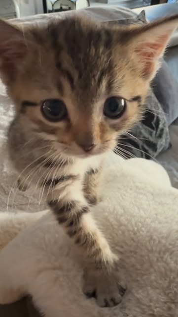 #Kitten Reel by @robyouells (verified account) - Tika appreciates all the love.🙏🏼
#cats_of_instagram
#kitten
#kitty
#drumlesson
#meshuggah
#generationkill
#metal
#drums