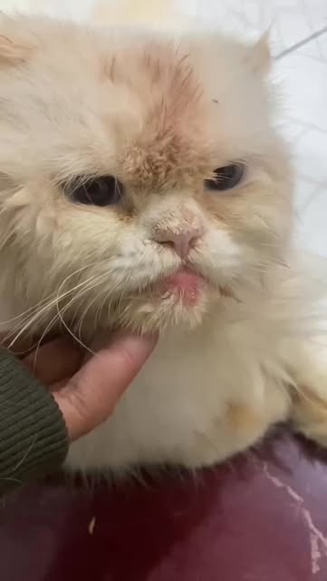 #Sariawan Kucing Reel by @catzone.id (verified account) - kucing sariawan? radang gusu? jangan dibiarin! langsung tetesin Tetes Mulut dari @catapawofficial !
beli disini ya!🛒
https://id.shp.ee/smowpom?smtt