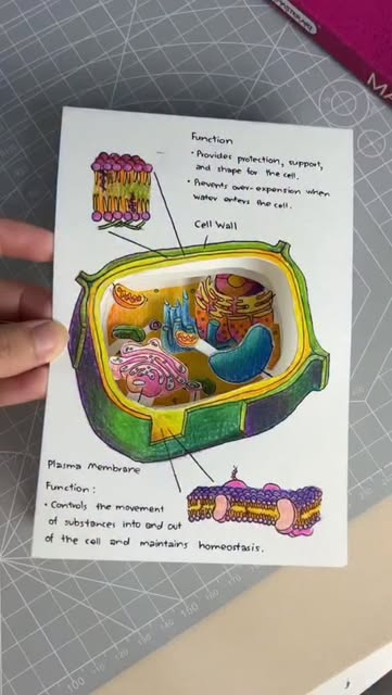 #Plant Cell 3d Model Reel by @professordiegocientista (verified account) - 3D Pop-Up Plant Cell Coloring Notes 🎄 . . #studynotes #biology #studygramthailand #studygram #study #studytips #ระบายสี #dek69 #dek70 #สีไม้ #biologi