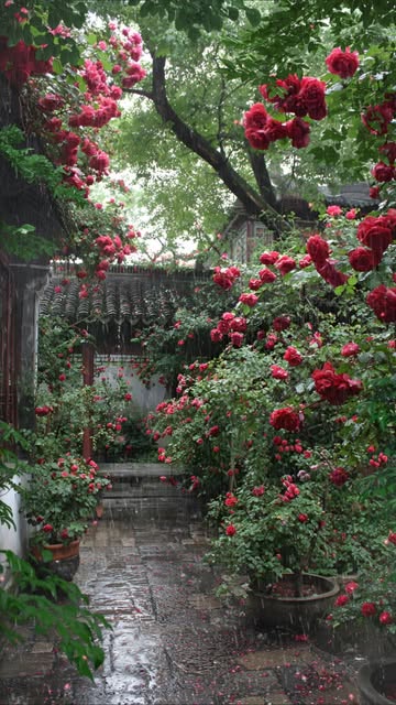 #Beautiful Rose Garden Reel by @_euphoria_____0 - The secret rose garden 🥀