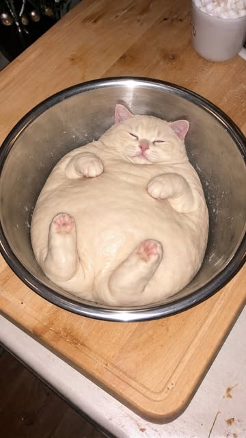 #Kitten Reel by @cat_vlog365 - Bread dough cat πΎπ
#cat #kitten #bread