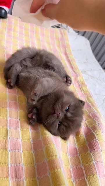 #Kucinglucu Reel by @biquin.cat (verified account) - kesibukan weekend bantuin cebok bayi cimi cimi😌😍
#kucinglucu #kitten #kucingcokelat #videokucingemes #videokucinglucu