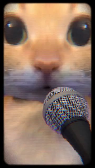 #Meow Meow Cat Music Videos Reel by @tinyfluff.eren - Amigatito band in action 🎶🐾
.
#funnycat #crazycat #catmoments #meowtime #catantics petreels catattack catworld catsdoingthings sillycat