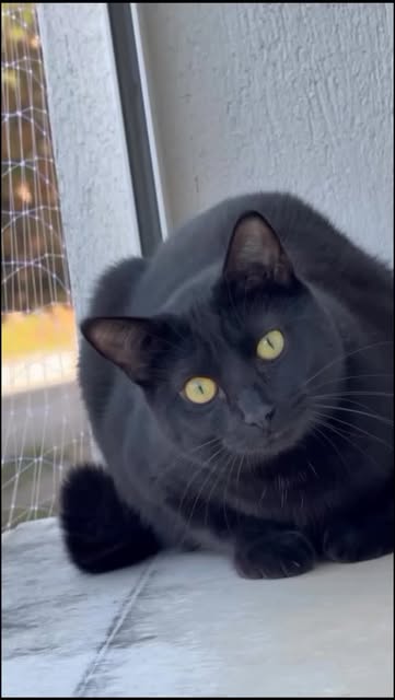 #Kucinglucu Reel by @klarasmeow - Kucing-kucing lucu🐱 #kucing #kucinglucu #kucingindonesia #kucingpersia #kucingcomel