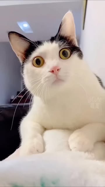#Funnycat World Reel by @thevintage_vibe - Funny Cats π
#cat #funnycat #catlover #cutecat #CatsofInstagram