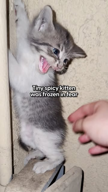 #Spo0py Kitten Reel by @thedodo (verified account) - No surprise her foster mom fell for her in under a day π
We're obsessed with how quickly @siena.tattoos helped this spicy girl melt into a full-on s