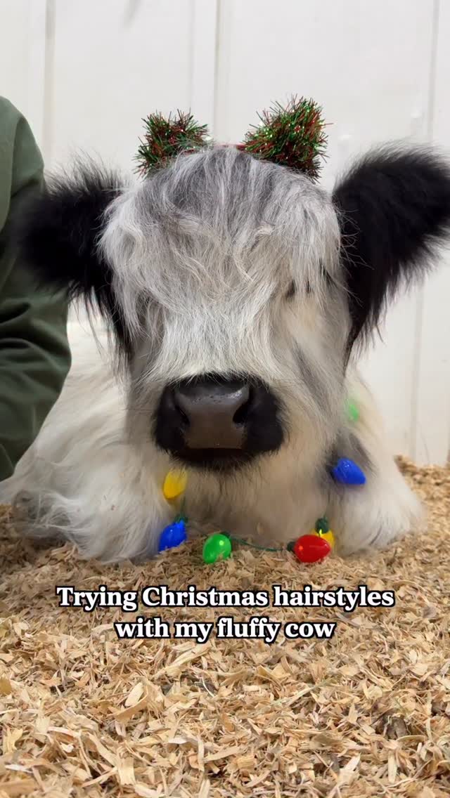 Which hairstyle was your favorite? 🎄🎀 #cow #christmas #hairstyle