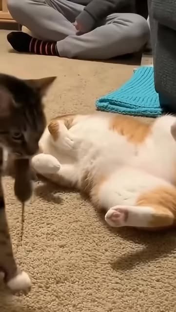#Funnycats Viral Challenge 2026 Reel by @pawlabsai - I have a present for you. #cute #cats #funny