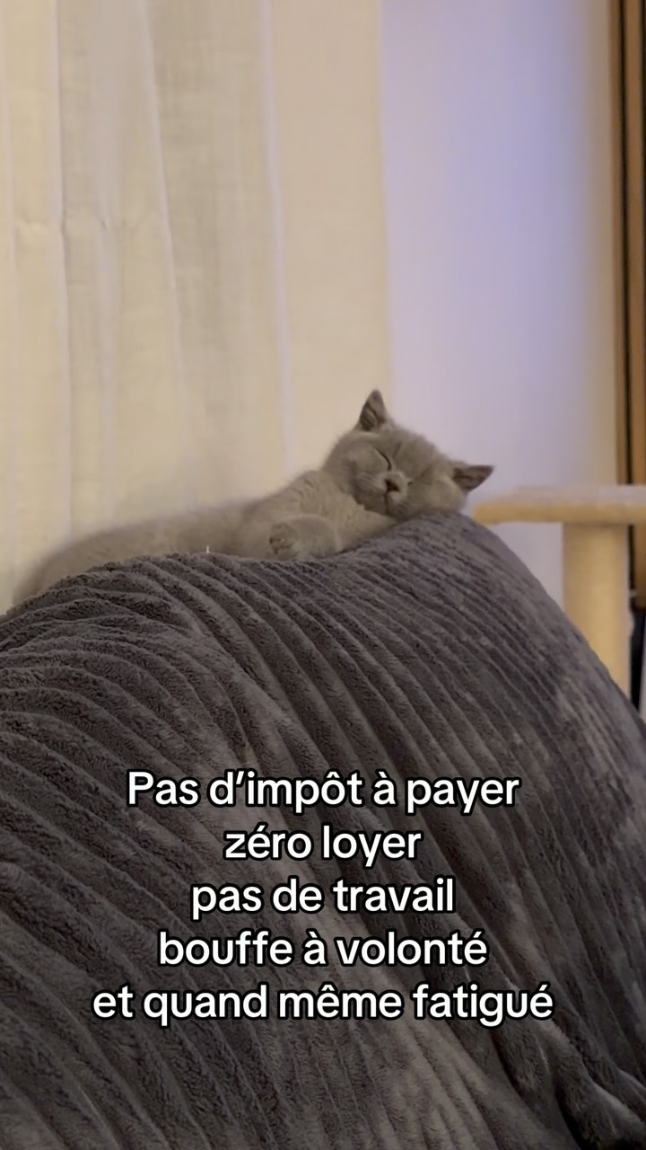 Go t’abonner au chômeur le plus mignon de ton Insta 😹😻🐾 . . . #catsofinstagram #britishshorthair #catlover #catlife #kittensofinstagram