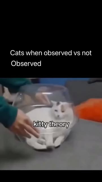 #Cat Reel by @memecascade8 - 🐱
The post features a 15-second video montage of cats being playfully squeezed into bowls, baskets, and jars by human hands, overlaid with "kitty th