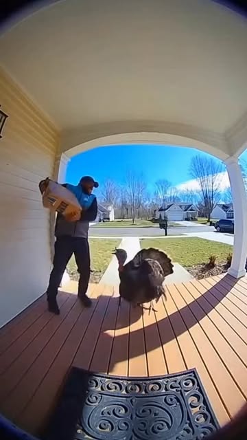 #Wild Turkeys Reel by @mosierwerks - Turkey chasing Amazon driver. #amazon #turkey #ringcam