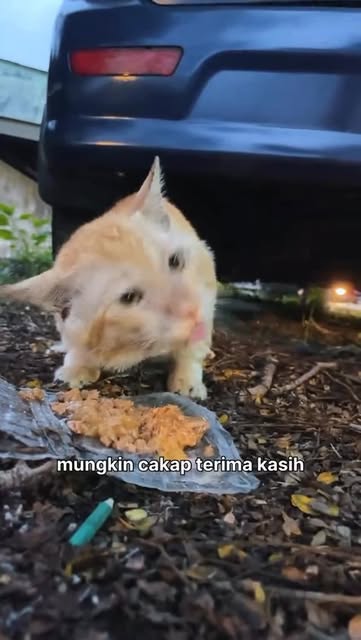 #Makan Kucing Reel by @era.je (verified account) - Terima kasih untuk semua orang baik yang selalu bagi makan dekat kucing jalanan 🥺 Semoga lebih banyak lagi rezeki korang lepasni 💚 #ERARadioNo1Palin