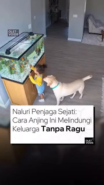 #Anjing Reel by @oletvoids (verified account) - Dalam video ini, seekor anjing bergerak cepat melindungi anak-anak, bayi, hingga orang dewasa dengan cara yang terasa naluriah, menegangkan, dan begit