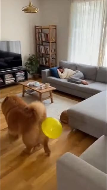 #Dog Reel by @chowchowshow_ai - Chowchow pops a balloon right on Maple's butt while he's sleeping 💥🍑😹 Maple explodes awake, jumps straight into the TV 📺💨-CRASH, broken everywher