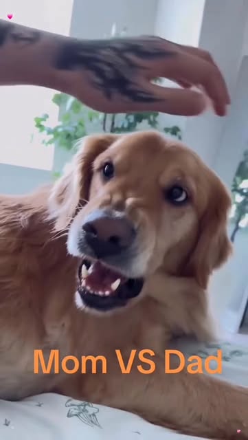 #Dog Reel by @_kabeera_ - Papa who?
.

[dog, pet, animal, virat, rohit, jaipur, dub]
#explorepage #fyp #foryoupage #dogsofinstagram #dog