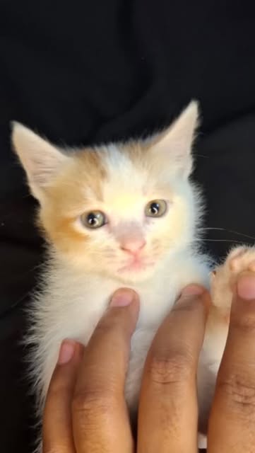 #Cat Reel by @_artof.cakes_ - কালাভুনা😶‍🌫️🐈‍⬛

#cakedecorating #cat #catlovers