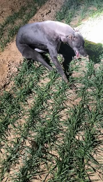 #Nenek Moyang Anjing Reel by @mksinfo.official (verified account) - Kiriman Netizen: Dari jauh saya lihat, saya kira parakang menyamar…
berdiri diam, tidak bergerak sedikit pun.
Tapi saat didekati…
ternyata anjing ini