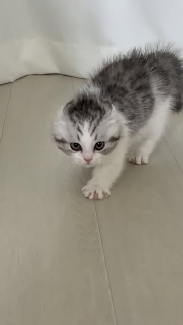 #Kitten Reel by @zzo_mong_ - ν¬μ¬λ¦¬μ€πΎ
.
.
.
.
#kitten #cat #κ³ μμ΄ #meow #catlife