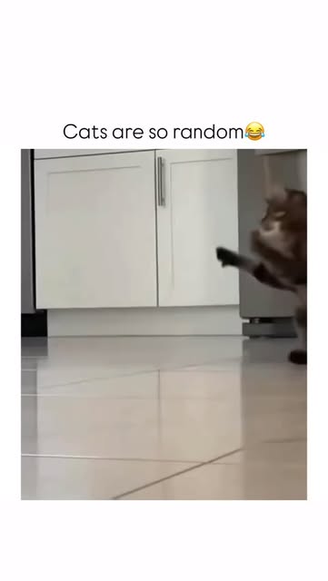#Cats Reel by @memeowverse - This video is a fast-paced and humorous compilation of cats exhibiting "zoomies" and other erratic, funny behaviors. It begins with a tabby cat franti