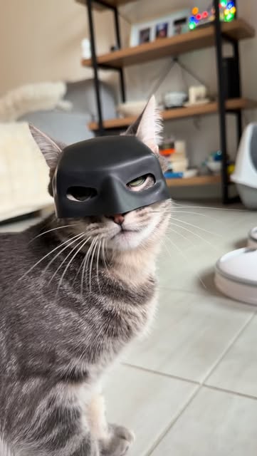 #Cat Reel by @ollieandenzosfeed - bat cat 🦇 

#cat #batman #fypage