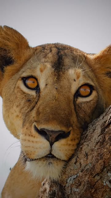 #Photooftheday Reel by @jackswynnerton (verified account) - Follow @jackswynnerton for more incredible content.
Do you think using a more expensive camera makes it worth it? iPhone Vs Professional camera.🤯