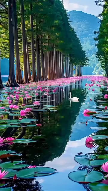 #Nature Landscape Wallpapers Reel by @ibrahimdrasana - Beautiful Nature View 🍃 | Nature Lovers Must Watch🙏🙏🌲🌹🥀🌺
:
:
beautiful nature view
nature beauty
beautiful scenery
natural beauty
peaceful natu