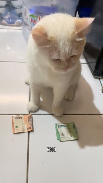 #Kucinglucu Reel by @utihsiputih - 🐱: P info loker kasir #kucing #kucinglucu #catvideos #kucingku #cat