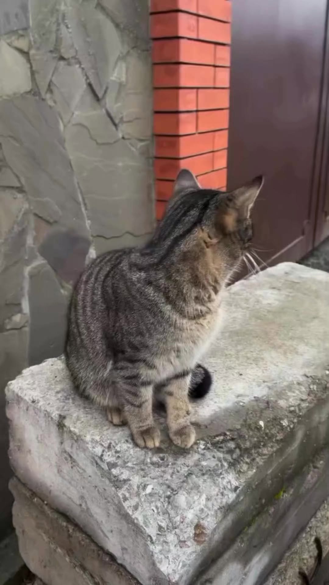 Angry π π± #kucing #kucinglucu #pecintakucing #cats #catlover