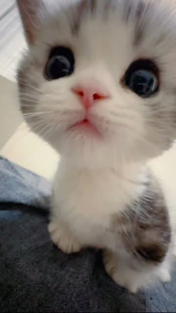 #Kitten Reel by @moodcuisine_fluffysteps - It's coming! What should I do? #cat #kitten #catlovers #kittenlovers #catrescue