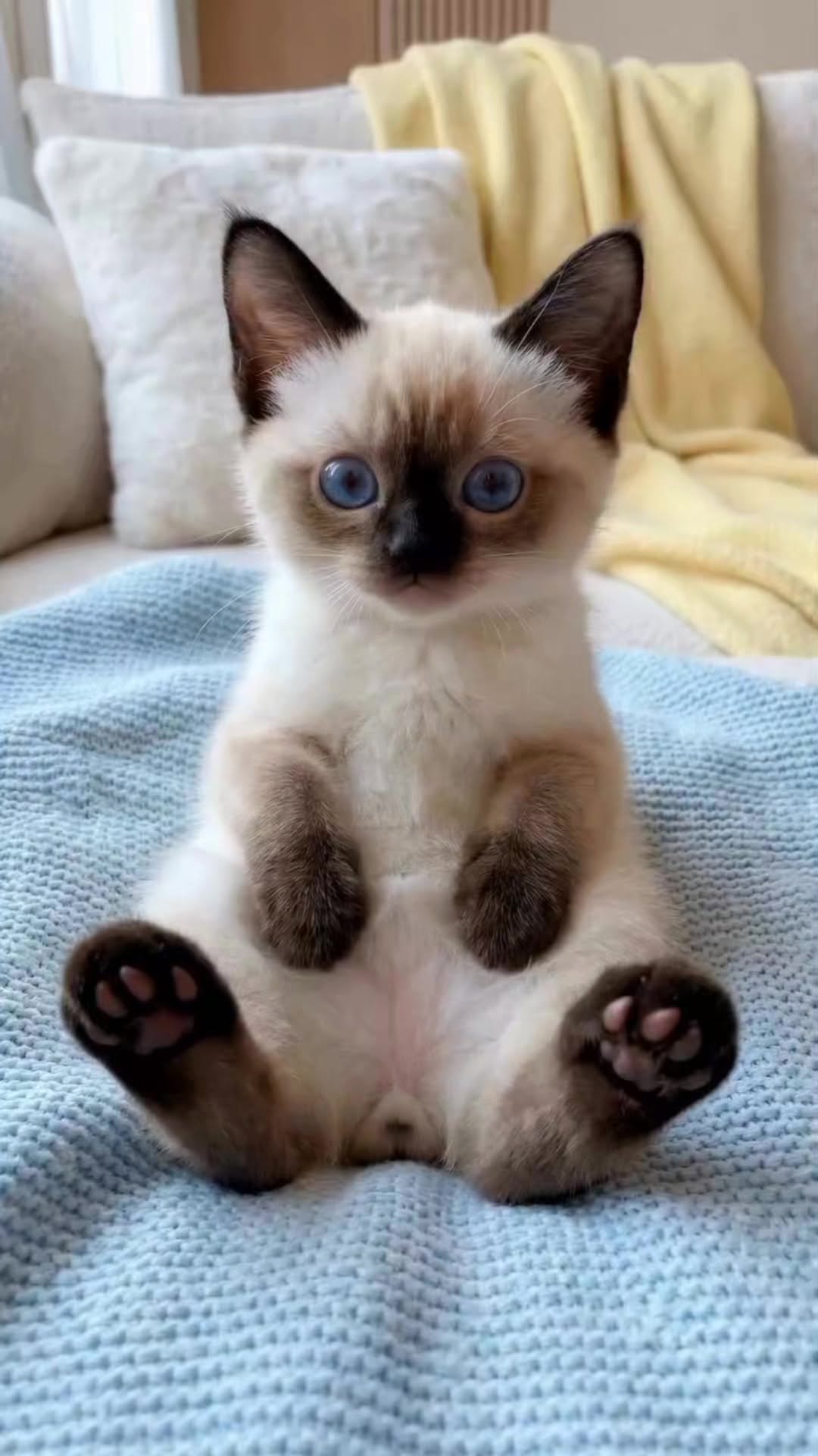 Baby cute π± #kucing #kucinglucu #pecintakucing #cats #catlover