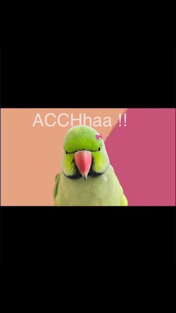 #Like4like Reel by @the_talking_parrott - Say hellooo too 2k26 🎀🤗

Comment for link
.
.
.
.
#viral #love #followforfollow #like #parrot #new #post #tredingreels #my #follows #follow #fyp #tr