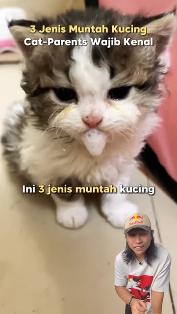 #Kucing Kencing Berdarah Reel by @pawmisedland - Jenis-Jenis Muntah Kucing Yang Cat Parents Wajib Tahu!