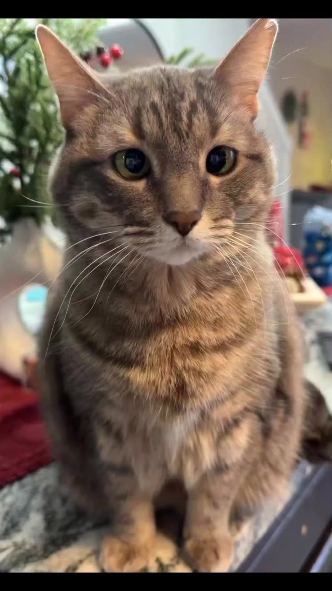 kucing gemoyπ± #kucing #kucinglucu #pecintakucing #cats #catlover