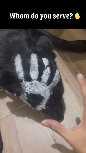 #Saruman Reel by @lordoftheringsuniverse (verified account) - Whom do you serve? 🖐️
.
.
.
.
#lordoftherings #lotr #middleearth #saruman #isengard