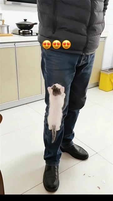 #Catlover Reel by @potinherz - #catlover #kitten #kitty #cute #catlife