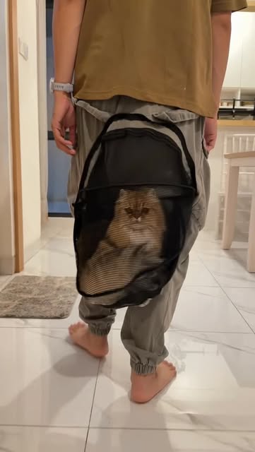 #Kucinglucu Reel by @mradammm (verified account) - Jalan jalan ke taman pake tas tawon. #minivlog #kucinglucu