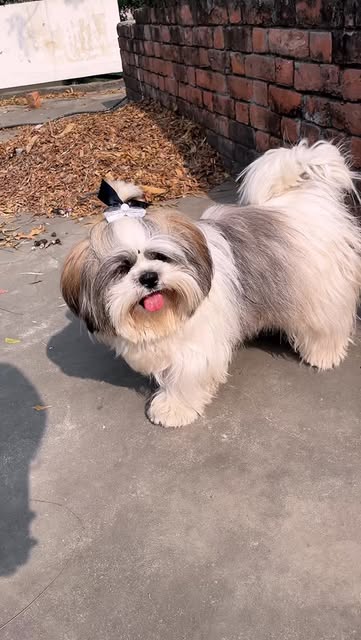 #Dog Instagram Influencers Reel by @cutie_jenny0123 - Piddi Aur Uski Chori ๐โฆโฆโฆ.#trendingreel #reelinstagram #explore #viral #cutepuppy #dog #funny #minivlog