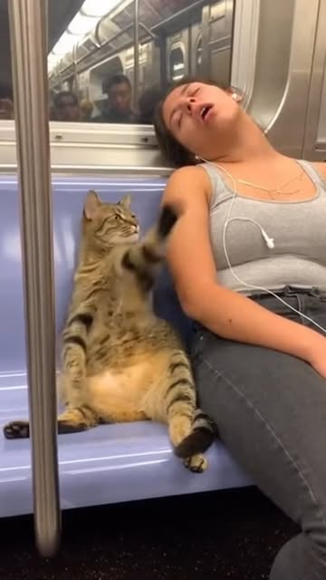 #Can Cats Snore Reel by @trails_tales24 - Annoyed cat😆😆😆😂
#baby cat #babyblues #snoring #funnyvideos #funny