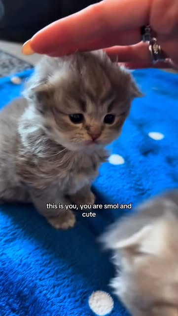 #Kitten Reel by @cutecattos7 - Send this to them 😍😂
Follow @cutecattos7 for more cute cats! ❤️
.
.
.
Dm for credit
#cutekittens #kitten #kittenlovers #adorable_cats #cutecats