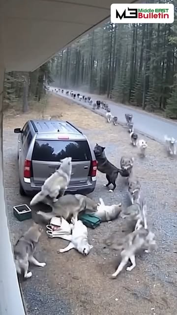 #Theopening Reel by @middleeastbull18 - The post features a shocking 15-second AI-generated wildlife clip that turns a normal daily moment into pure nightmare fuel. The video shows a woman r